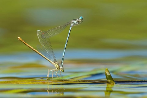 White-legged damselfly