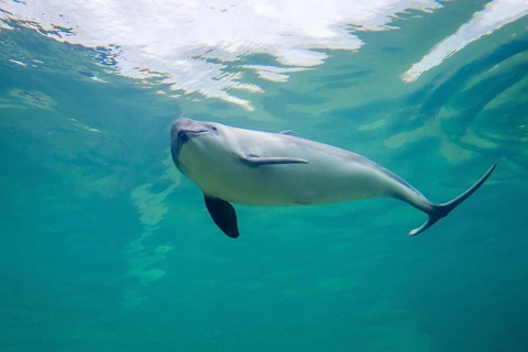 Harbour porpoise