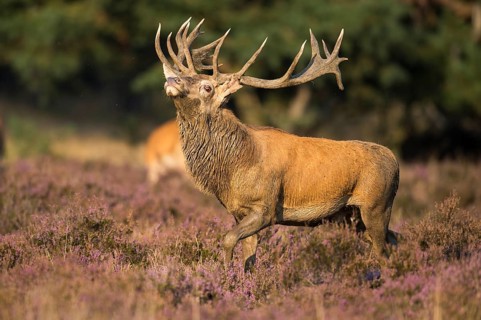 Red deer