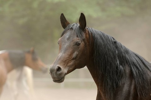 Arabian thoroughbred