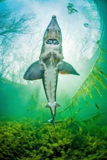Siberian sturgeon
