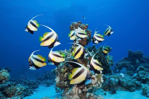 Shoal of Red Sea Bannerfish