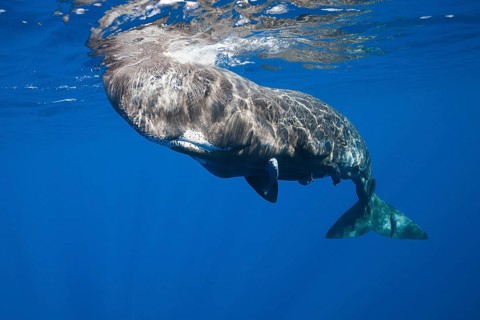 Sperm whale
