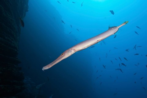 Trumpetfish