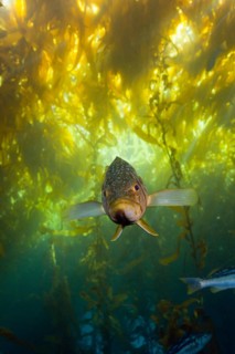 Kelp perch in kelp forest