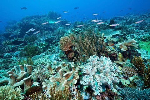 Reef with hard corals and leather corals