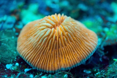 Fluorescent mushroom coral