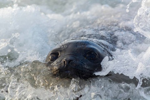 Sealion Island