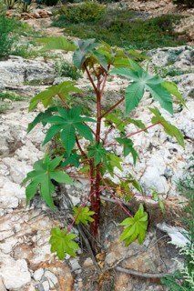 Castor oil plant