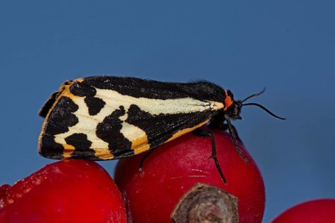 Wood Tiger