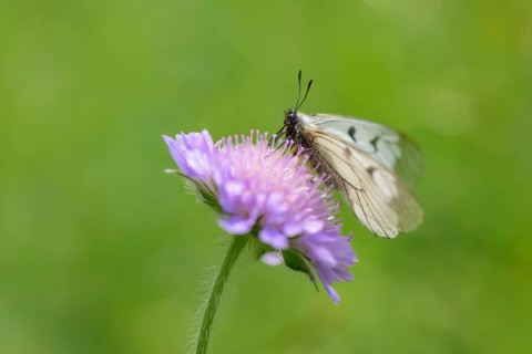Male Black Apollo