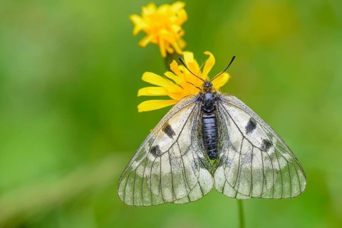 Female Black Apollo