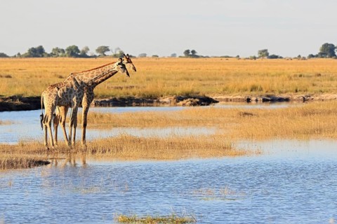Giraffe