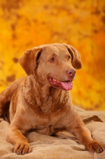 Chesapeake Bay Retriever