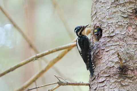 Three-toed Woodpecker