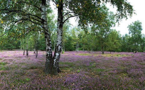 Birches in heath landscape