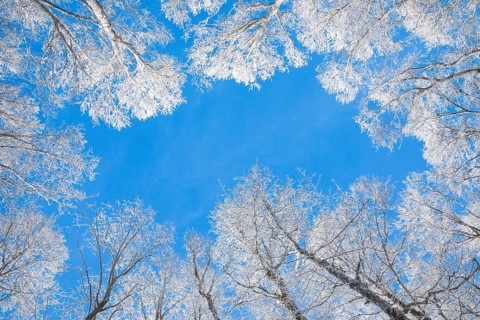 Tree tops of deep snow covered beech forest against blue sky in Neuchatel Jura