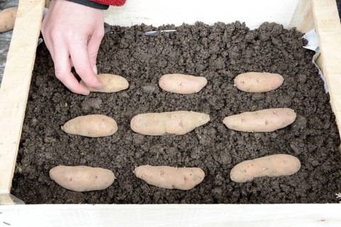 Potatoes