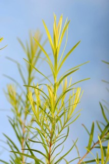 Tea tree