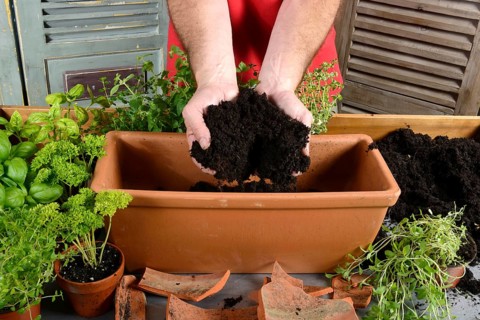 Planting of plant pots with herbs