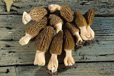 Black morel