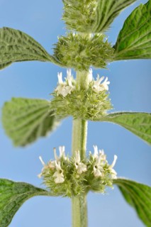 Horehound