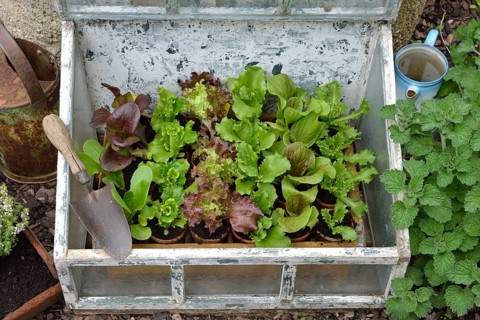 Greenhouse lettuce