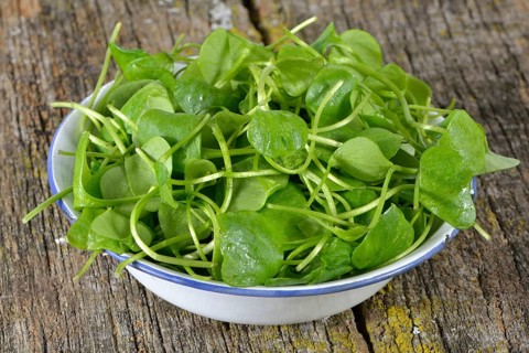 Winter purslane