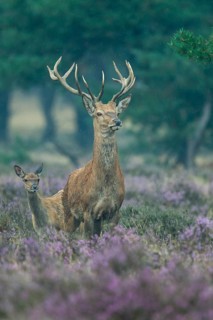 Red deer