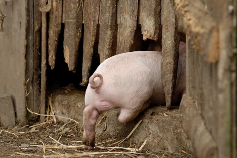 Domestic pig