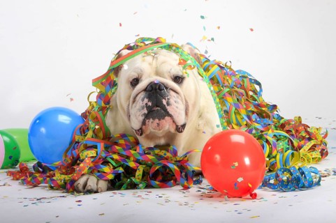 English bulldog