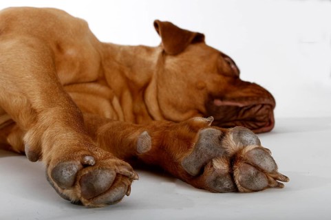Bordeaux Mastiff