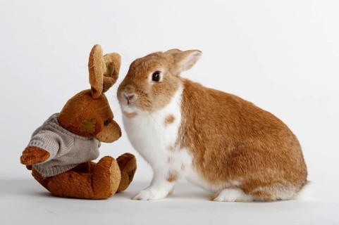 Dwarf rabbits and stuffed rabbits