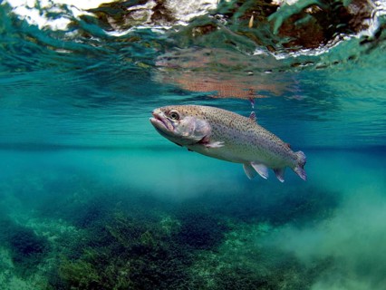 Rainbow Trout