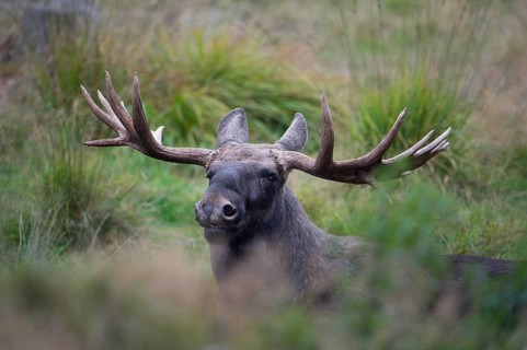Elk