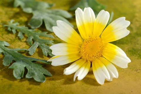 Chrysanthemum