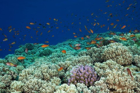 Harem flagfish on the reef top