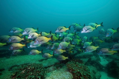 Shoal of Burrito Grunt