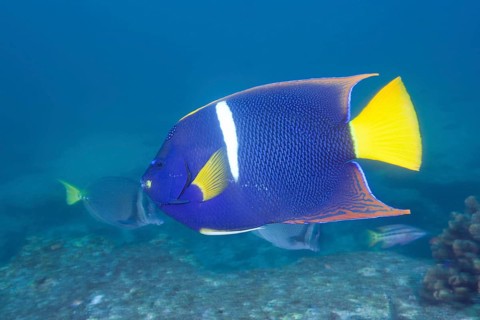 King angelfish