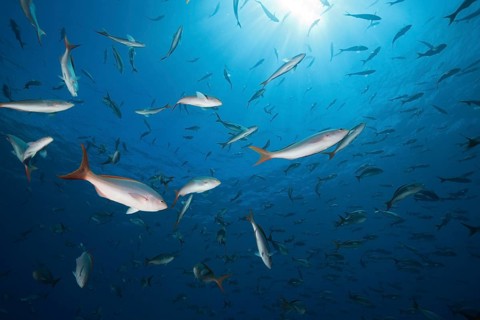 Pacific creolefishes