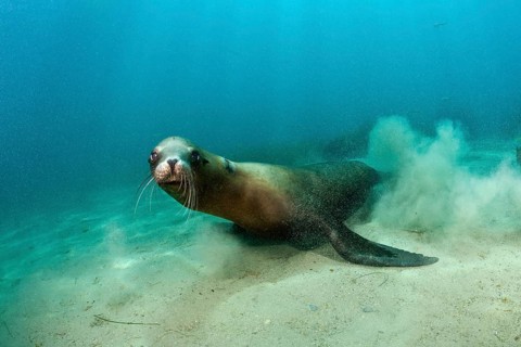 California Sea Lion