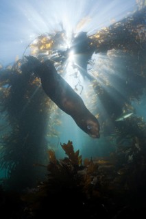 California sea lion