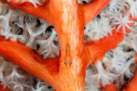 Ghost goby in soft coral