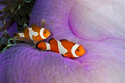 Ocellaris Clownfish