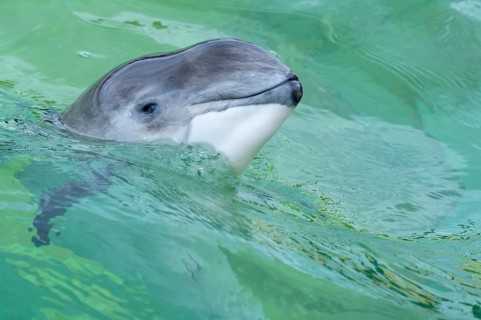 Harbour porpoise