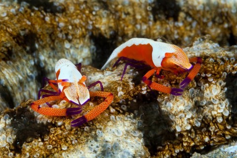 Pair of Emperor Shrimp