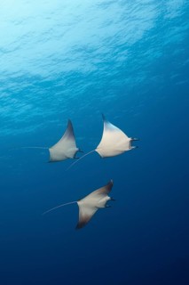 Dwarf devil ray