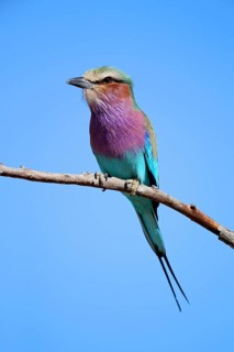 Purple breast roller