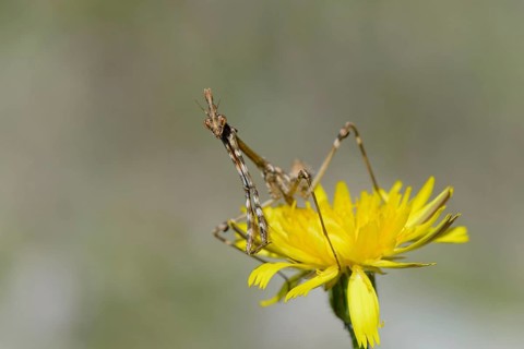 Crested grasshopper