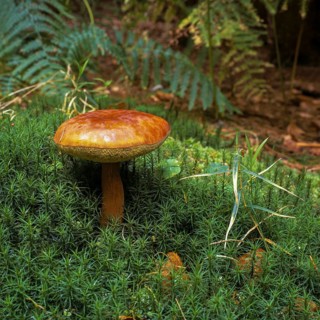 Bay bolete